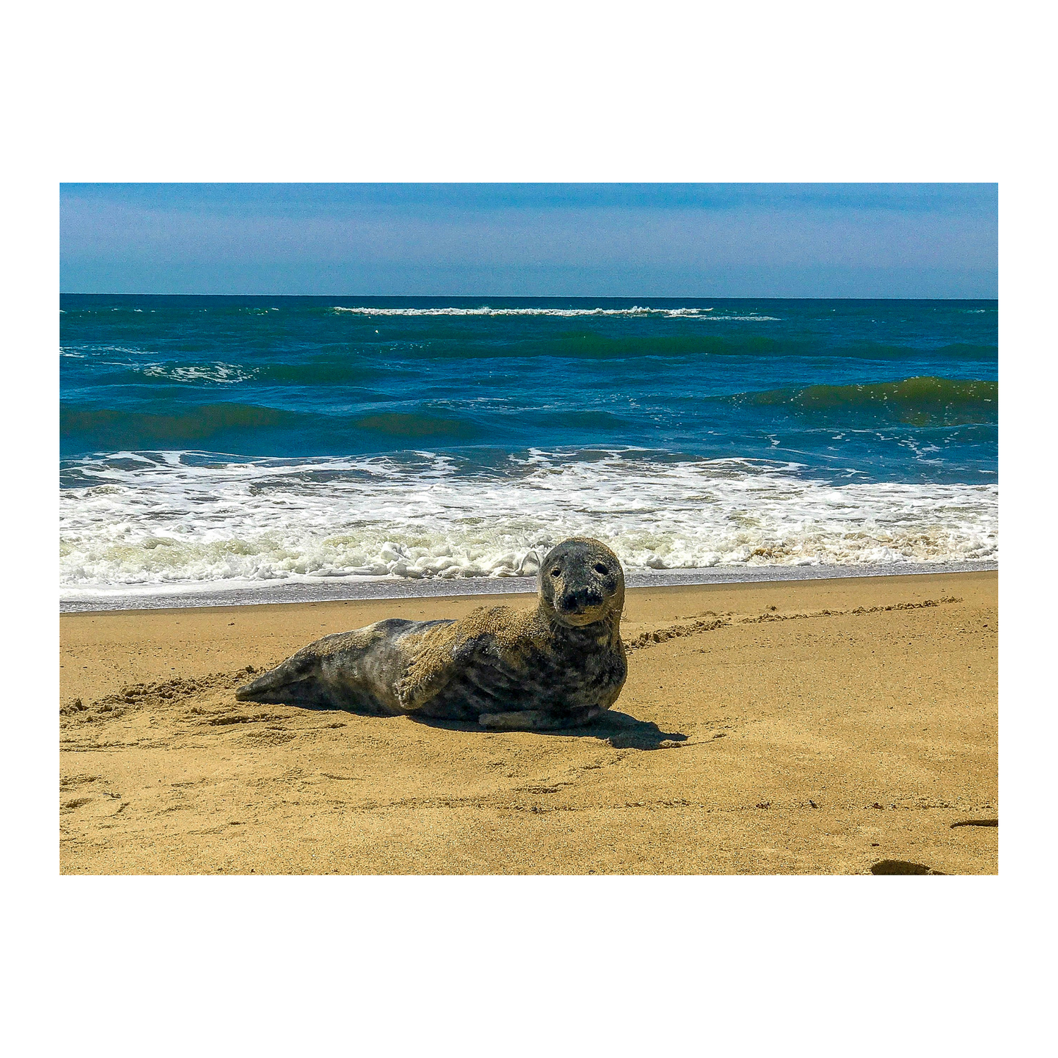 Seal Seduction