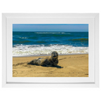 Seal Seduction